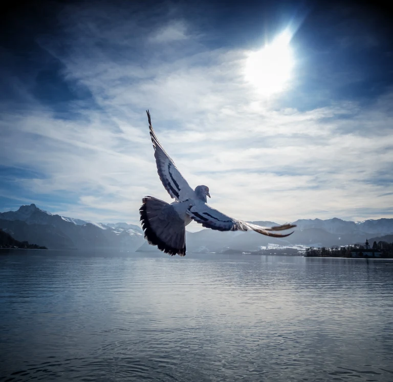 Taube.webp
