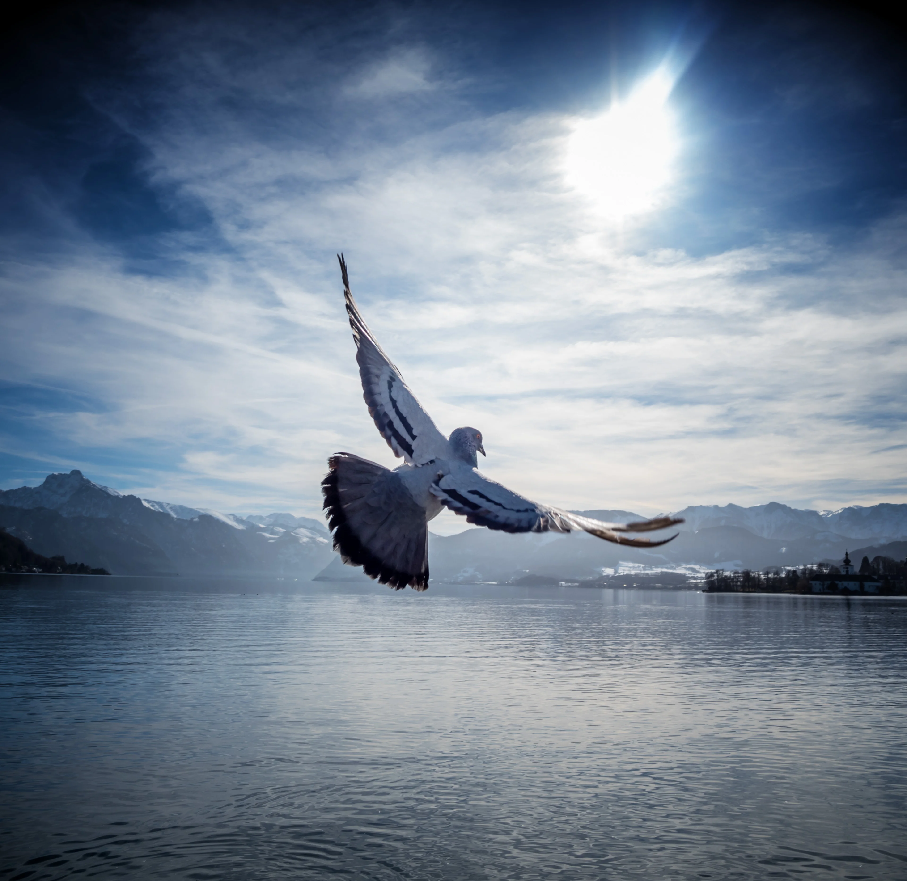 Taube.webp